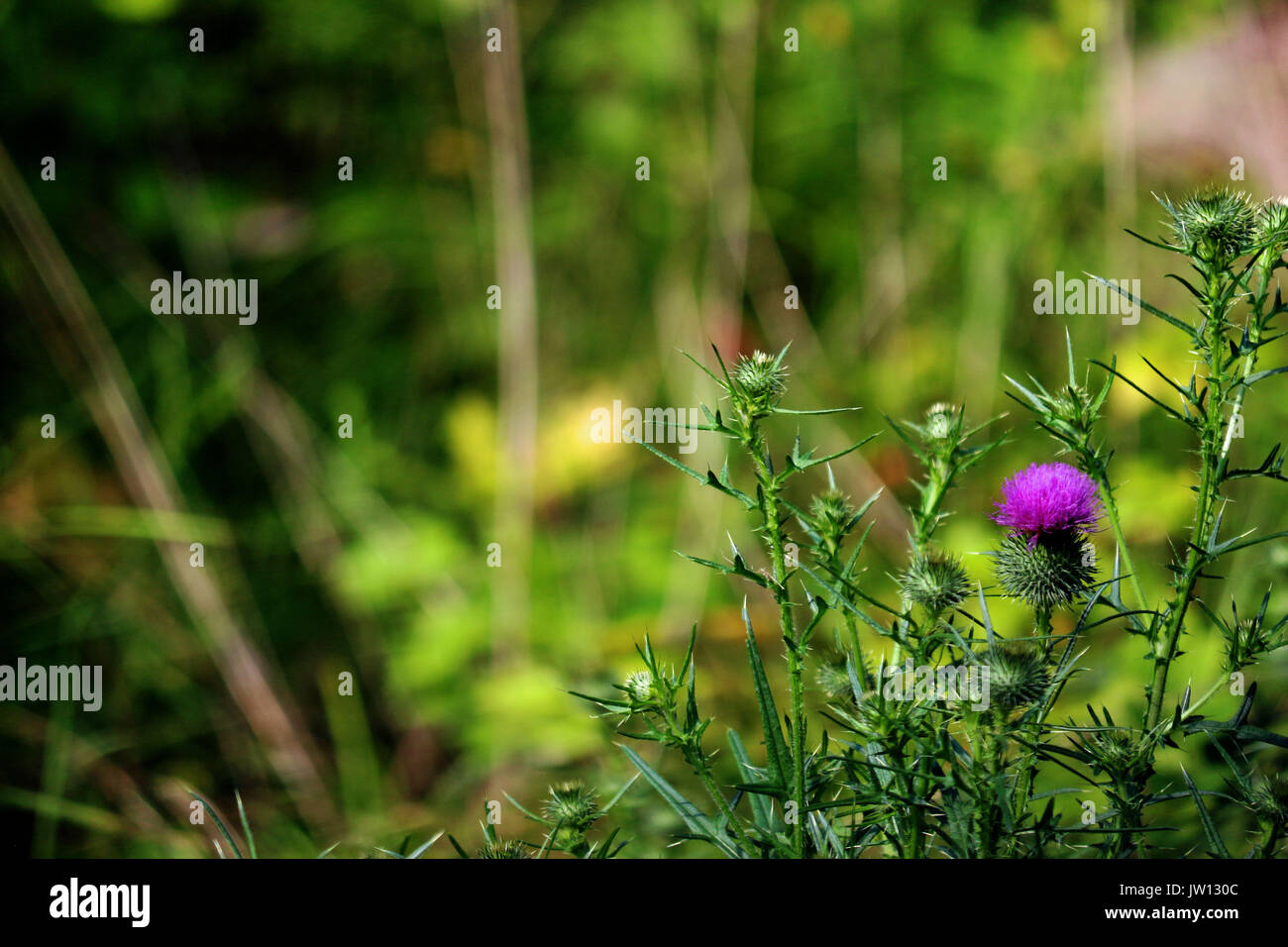 A Purple Flower Growing in the fields of Pennsylvania with an all green natural background. Stock Photo