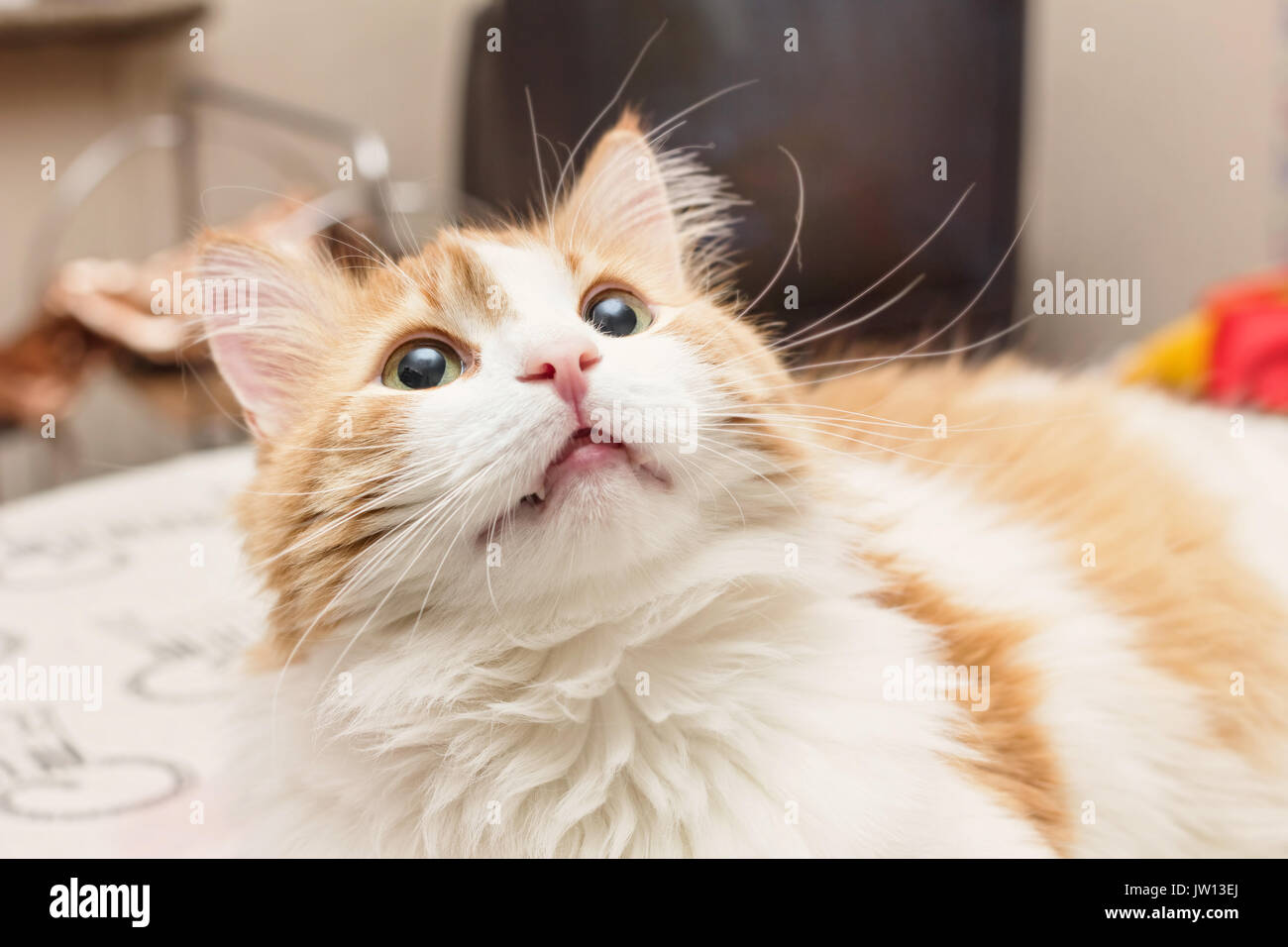 Adult pretty red dreamy cat with big eyes Stock Photo