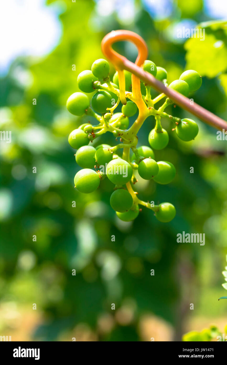 Grape Ripening Process Green grapes in ripening phase Stock Photo - Alamy