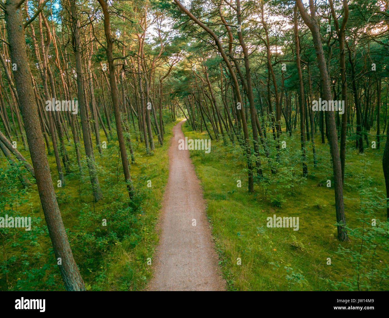 Beautiful pine forest at summer Stock Photo - Alamy
