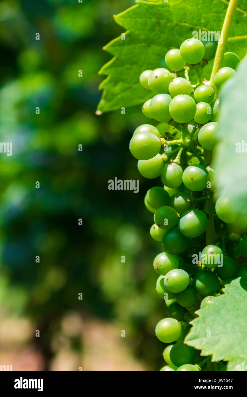 Green grapes in ripening phase Stock Photo Alamy