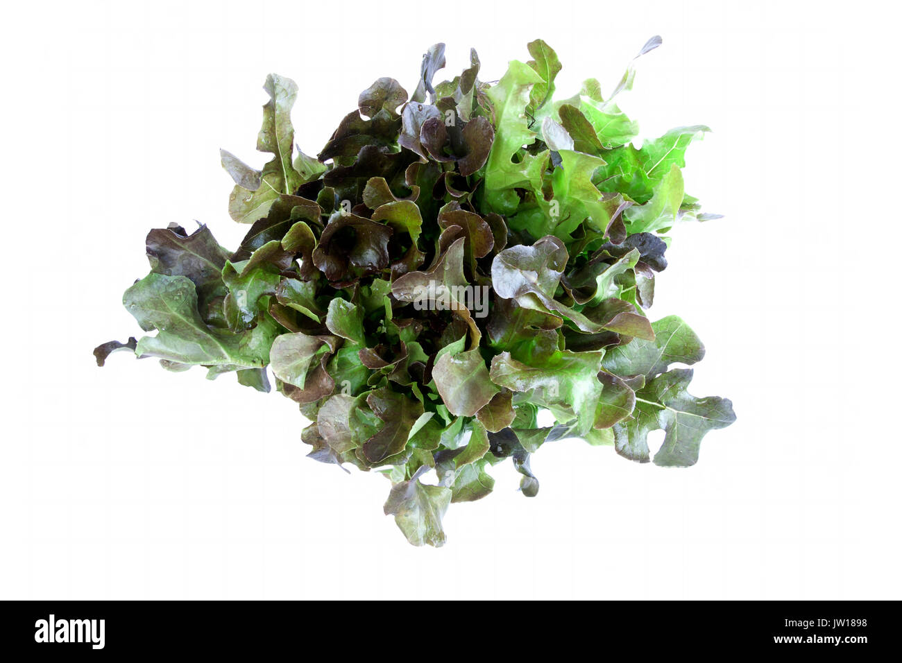 red oak lettuce vegetable isolated on white Stock Photo