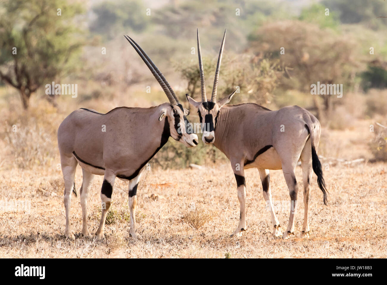 Oryx (Oryx gazelle) standing side by side, heads next to each other Stock Photo