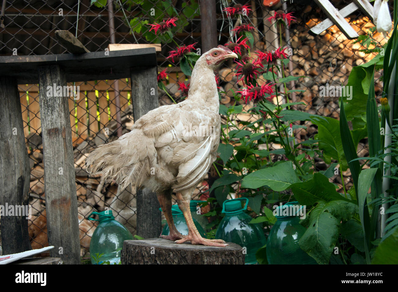 Dirty whithe chicken sitting on a log Stock Photo