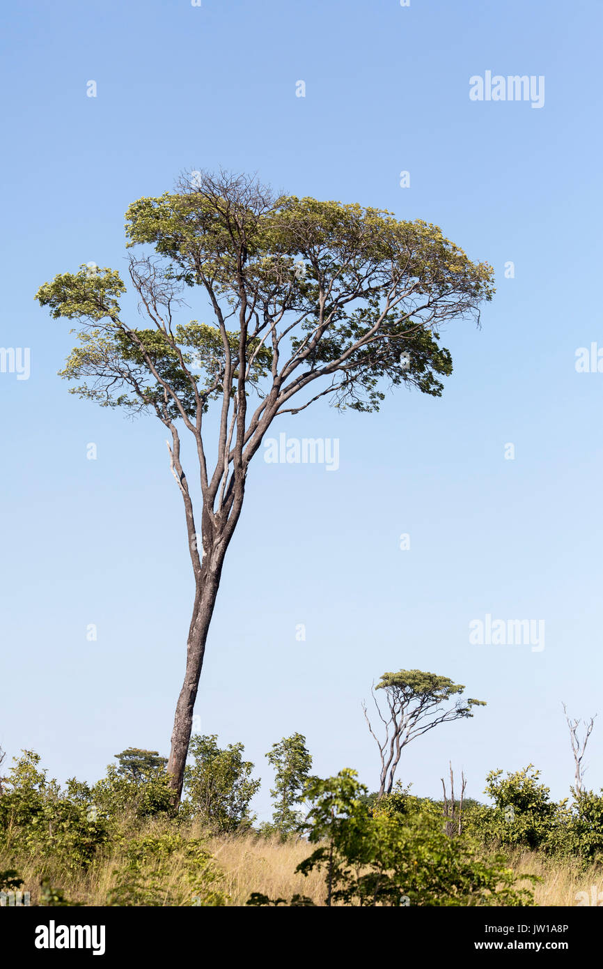 A tall Msasa tree (Brachystegia spiciformis) also known as zebrawood growing in an open savanna Stock Photo