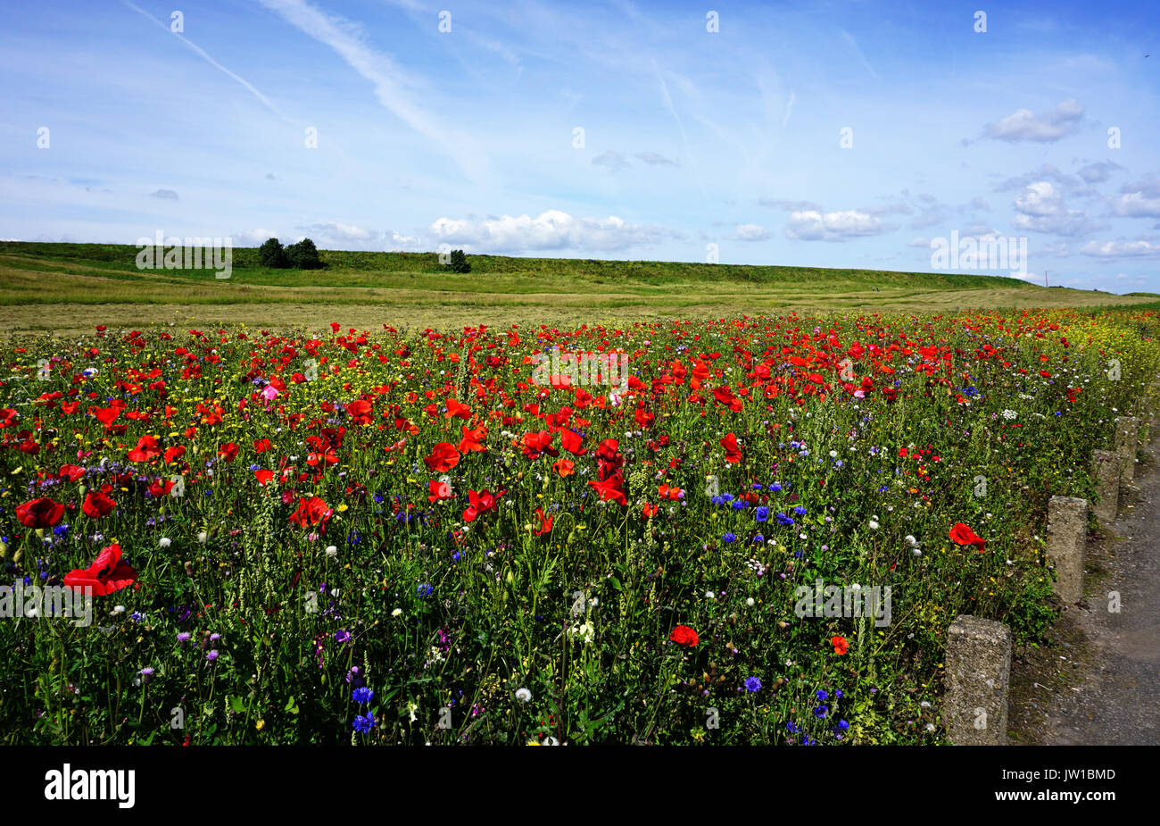 Colourful Display of Wild Flowers in Flower Meadows Planted in Verges on roadsides in Hartlepool in August 2017 Stock Photo