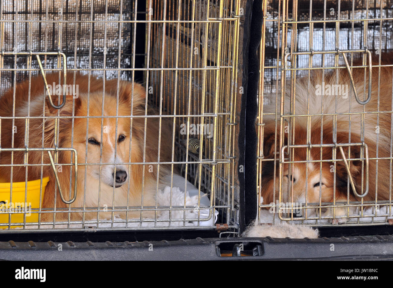 Two collie or lassie dogs in crates or cages in the back of a car, one dog looking out and the other pooch asleep. Keeping pets in cars for traveling. Stock Photo