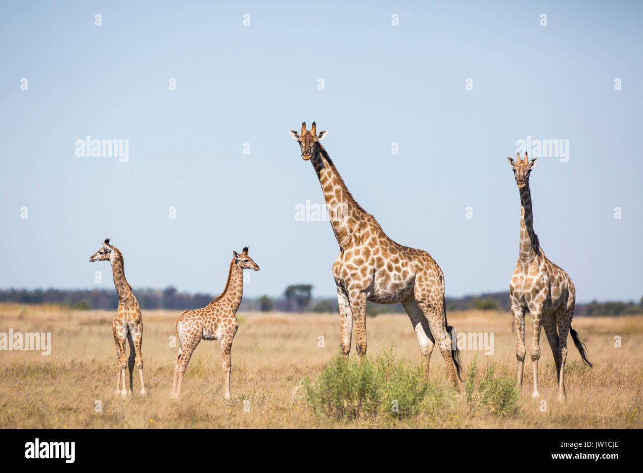 Two adult giraffes with two babies on an open grassland plain Stock Photo