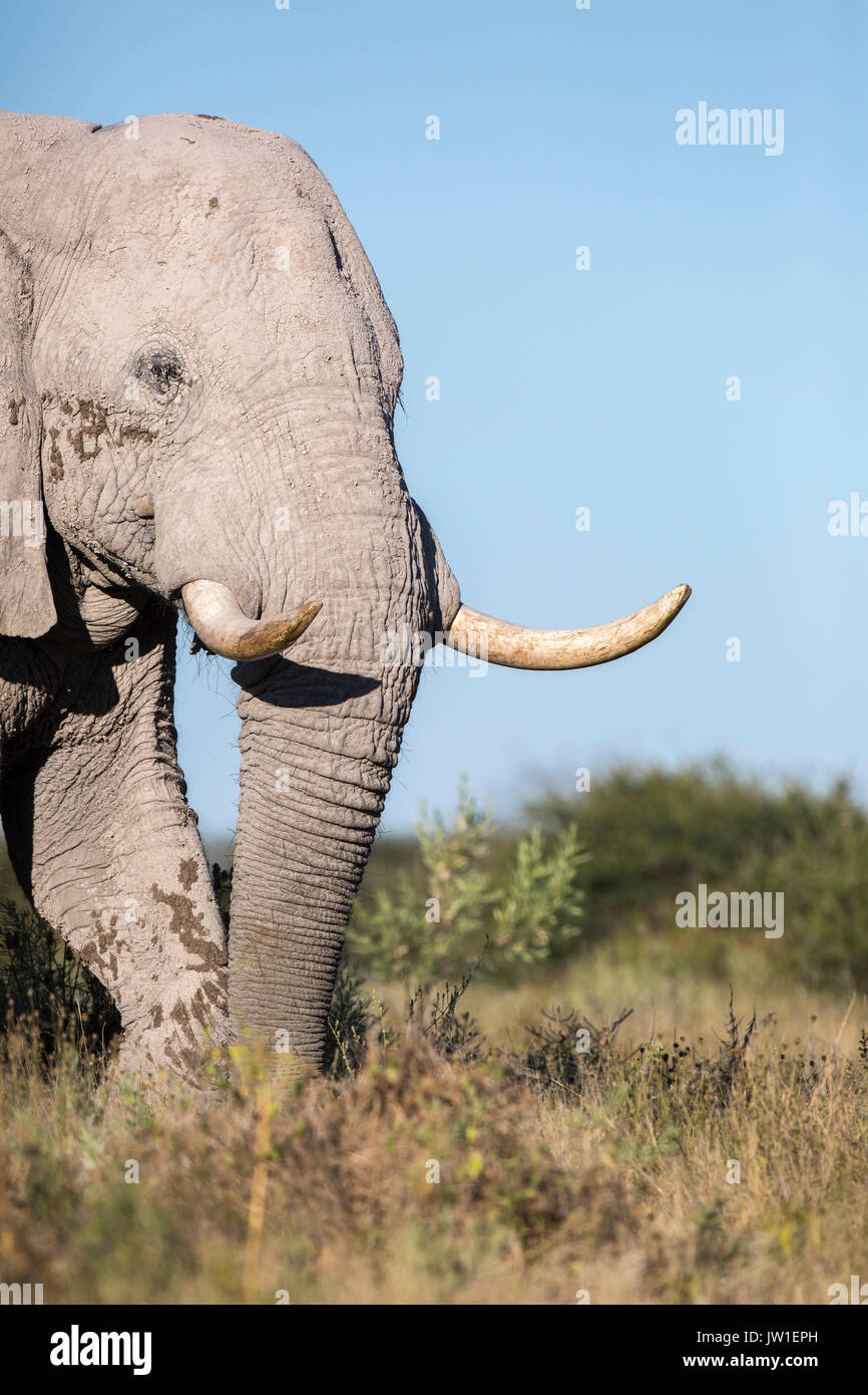 Elephant (Loxodonta africana) bull covered in the pale grey dust typical of the Nxai Pan area Stock Photo