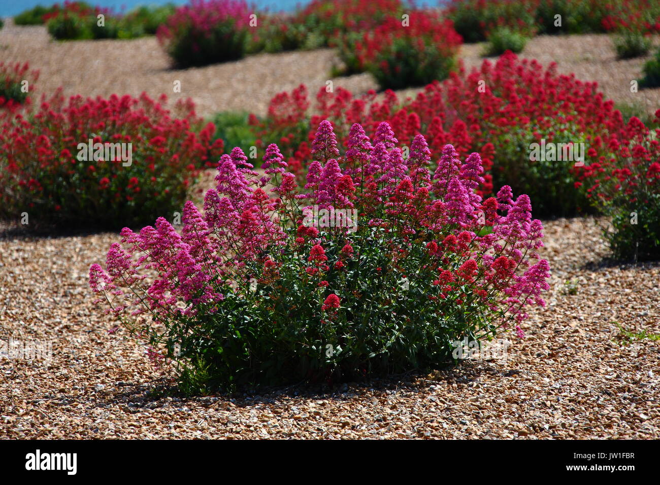 Flowers growing wild on the foreshore at Eastney, Portsmouth in