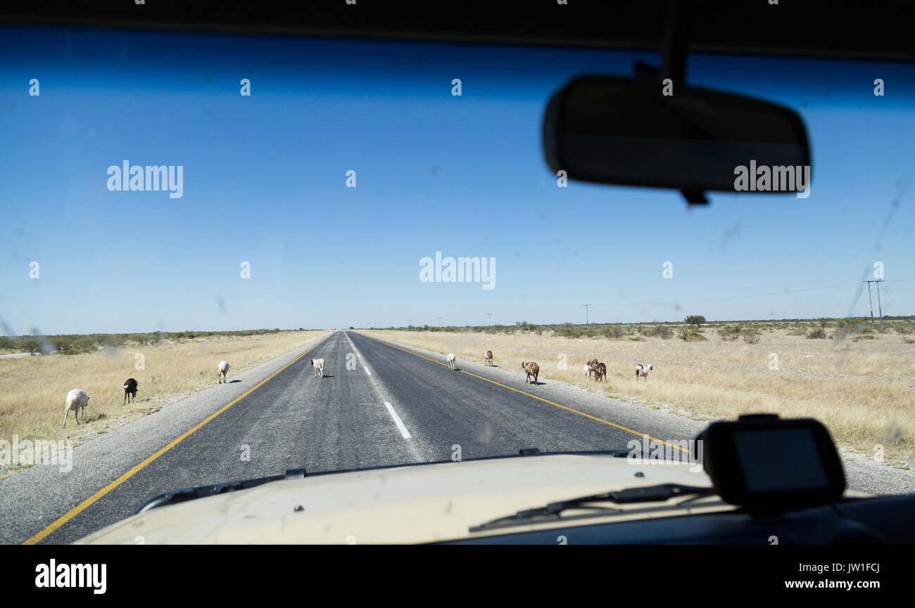Goats crossing the road on a tar road in central Botswana viewed from inside a motor vehicle with insect splatter on the windshield Stock Photo