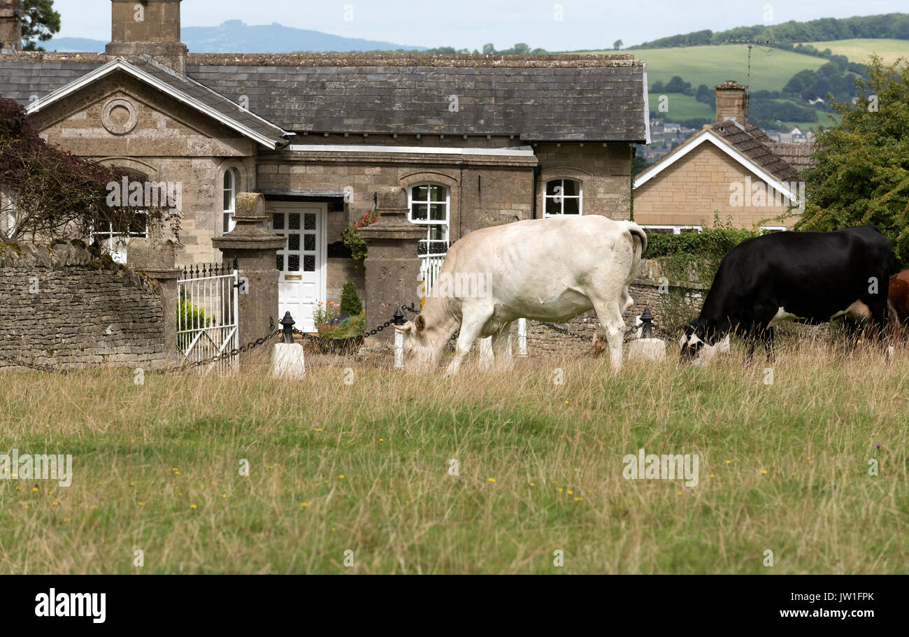 Cattle grazing outside a gatehouse on Minchinhampton Common, Amberley, Gloucestershire,England, UK Stock Photo