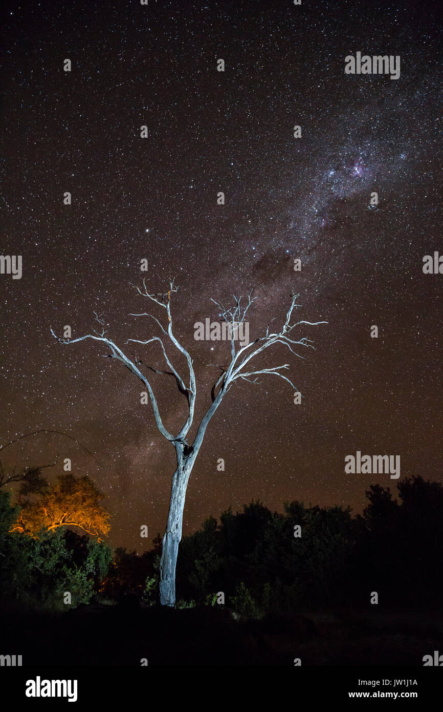 Dead tree silhouetted against a starry night sky in the African Bushveld Stock Photo