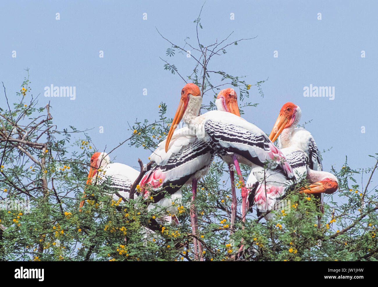 Painted Stork, Mycteria leucocephala, Keoladeo Ghana National Park, Bharatpur, Rajasthan, India Stock Photo