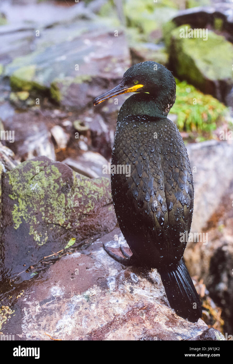 European Shag or Common Shag, (Phalacrocorax aristotelis), on cliffs, Farne Islands, Northumbria, British Isles, United Kingdom Stock Photo