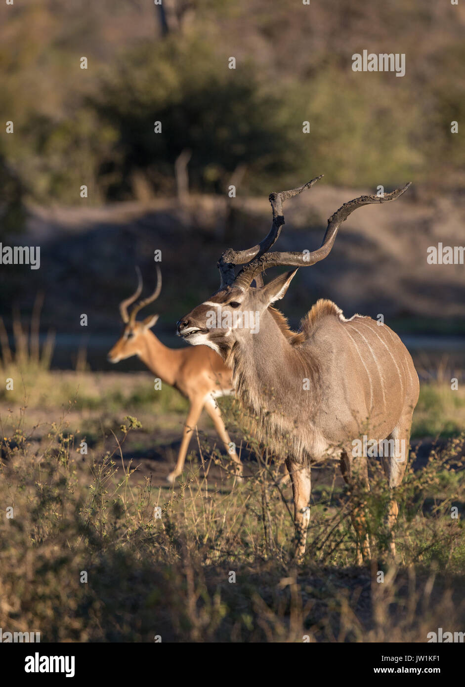 Greater kudu, (Tragelaphus strepsiceros) ram with an impala ram in the background contrasted for relative size Stock Photo