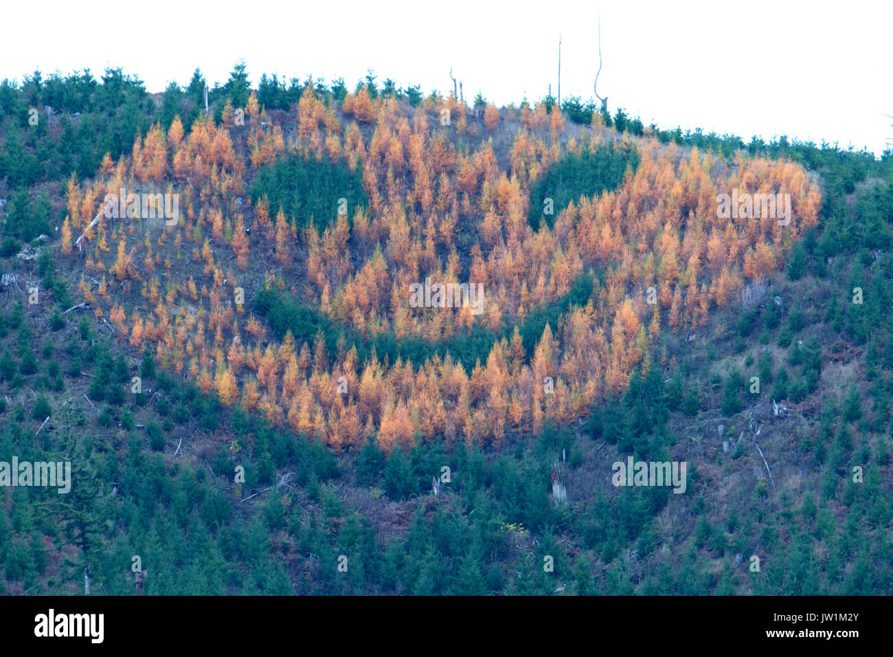 Forest happy face, Polk County, Oregon Stock Photo