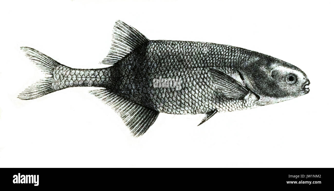 MormyrusLepturusFord Stock Photo