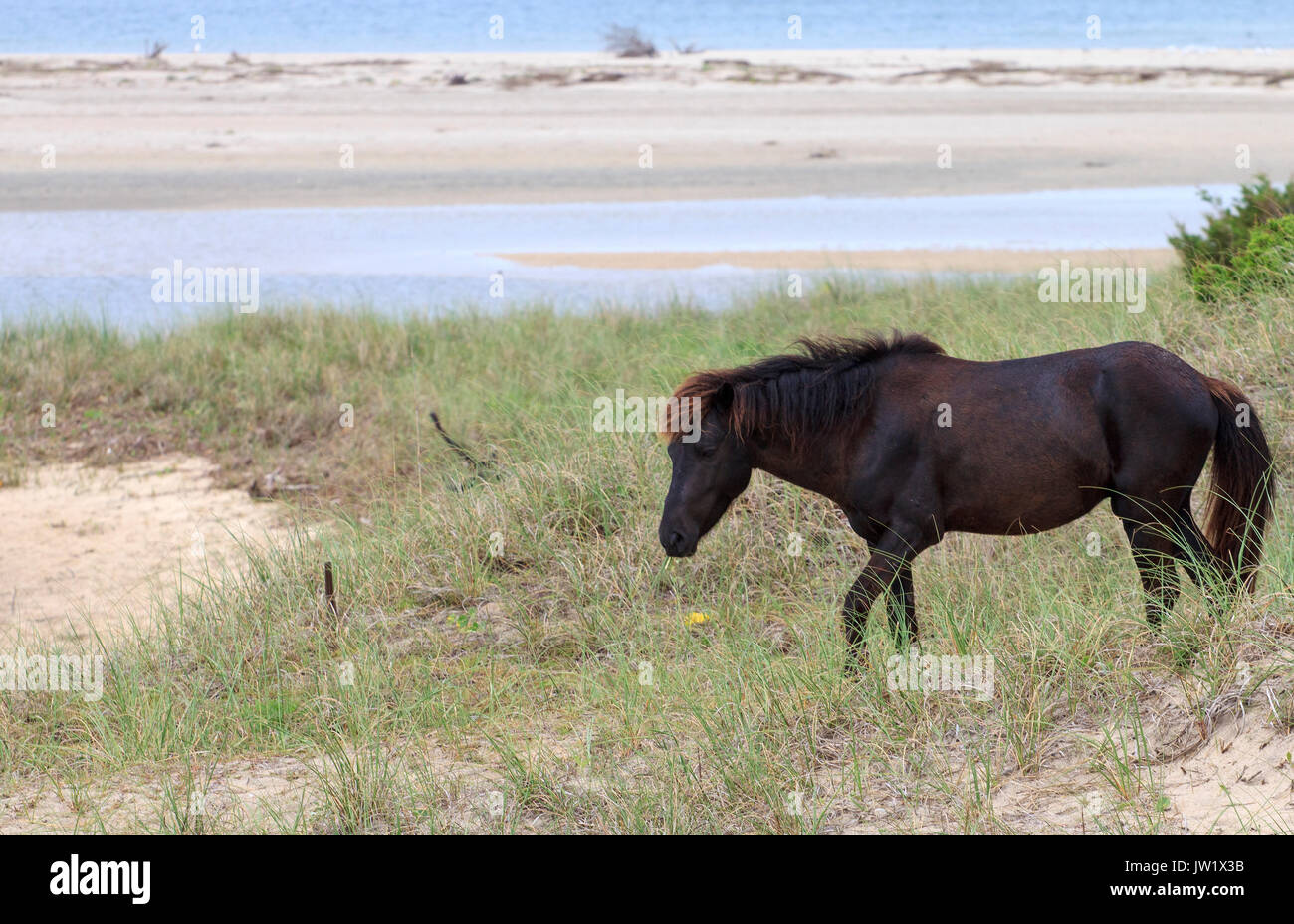 Wild Horses at Shackleford Banks Barrier Island North Carolina Stock