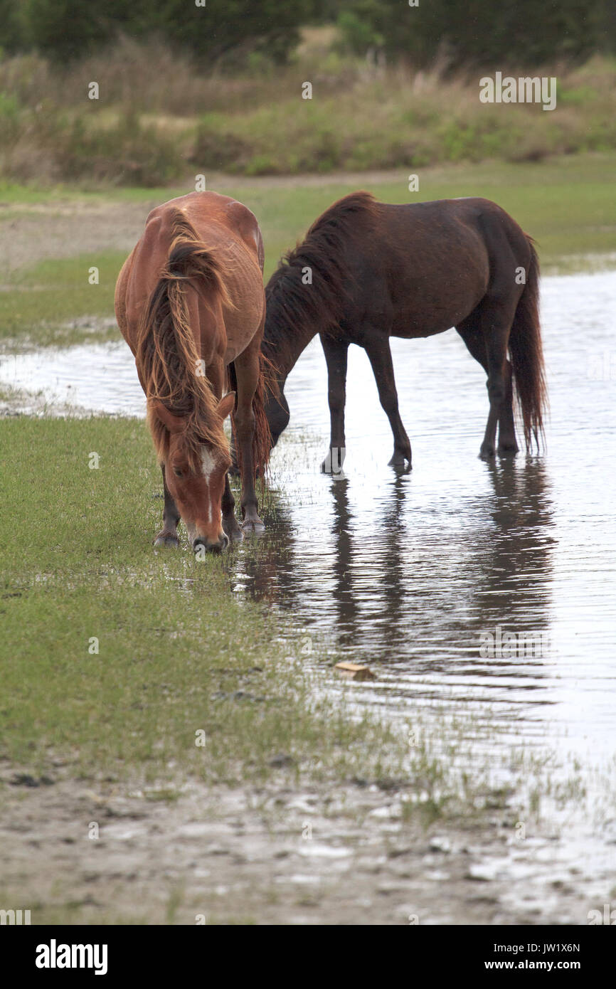 Wild Horses at Shackleford Banks Barrier Island North Carolina Stock Photo Alamy