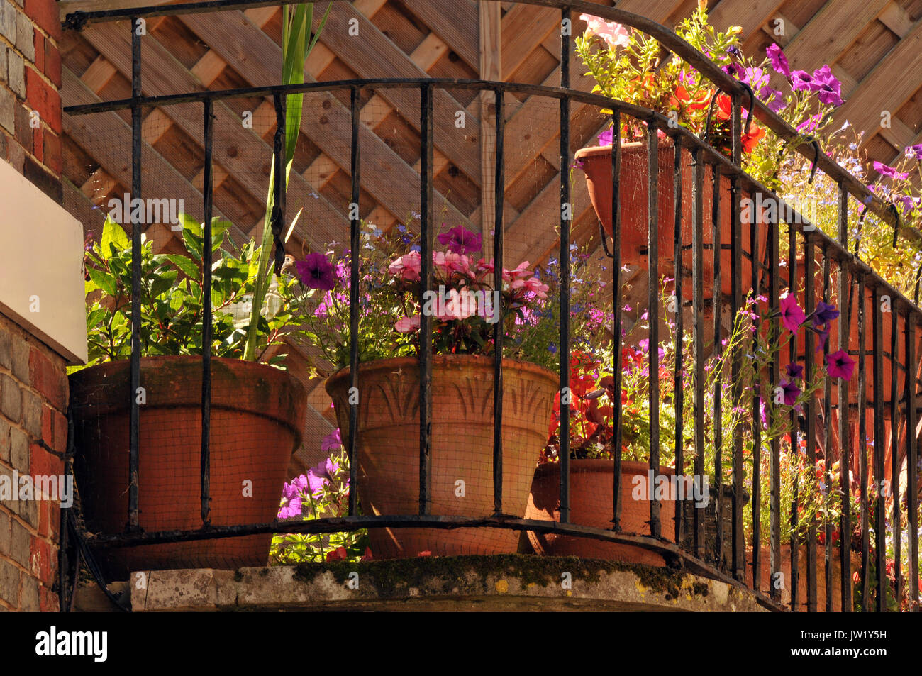 a balcony or outside space of a flat or apartment with iron railings and a garden of potted patio plants in a colourful display. Gardening small scale Stock Photo