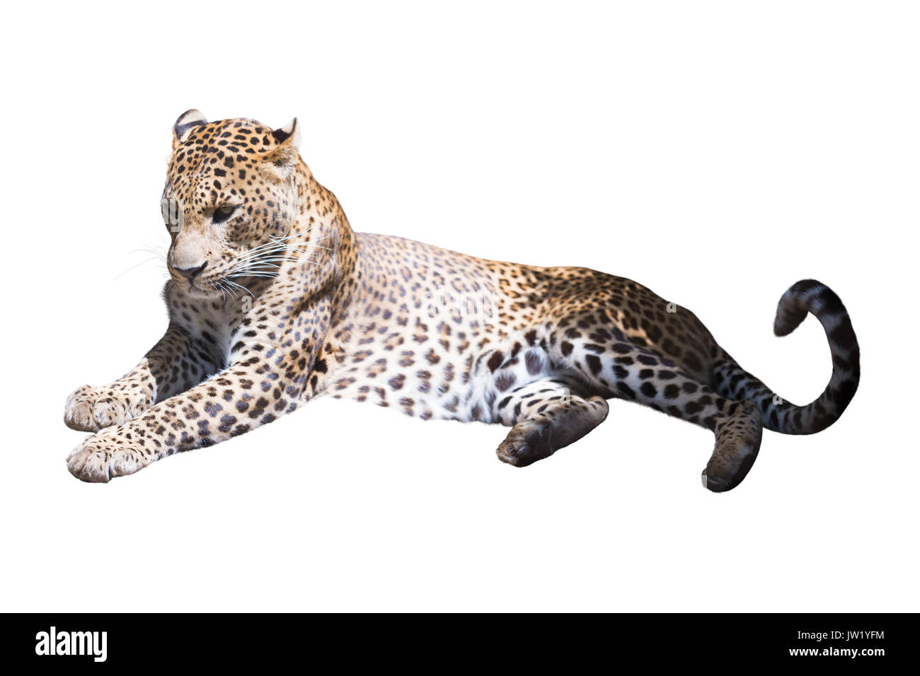 Leopard on vacation. Isolated over white background Stock Photo - Alamy