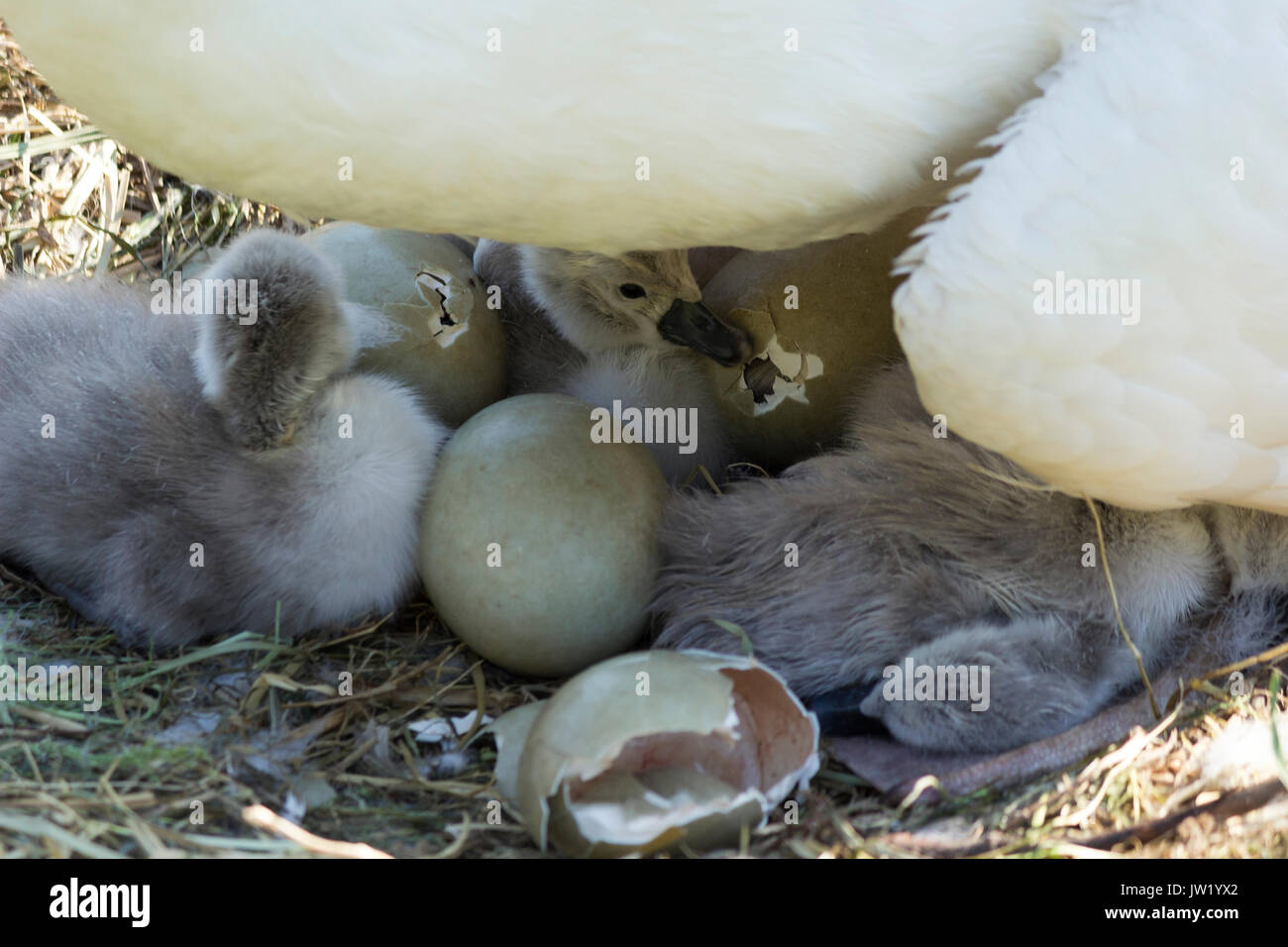 Swan eggs hires stock photography and images Alamy
