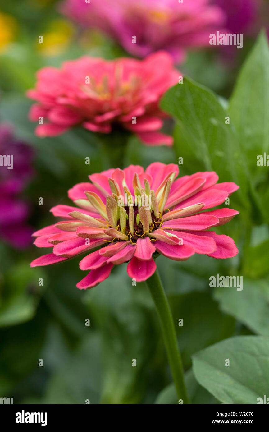 Zinnias in the garden Stock Photo Alamy