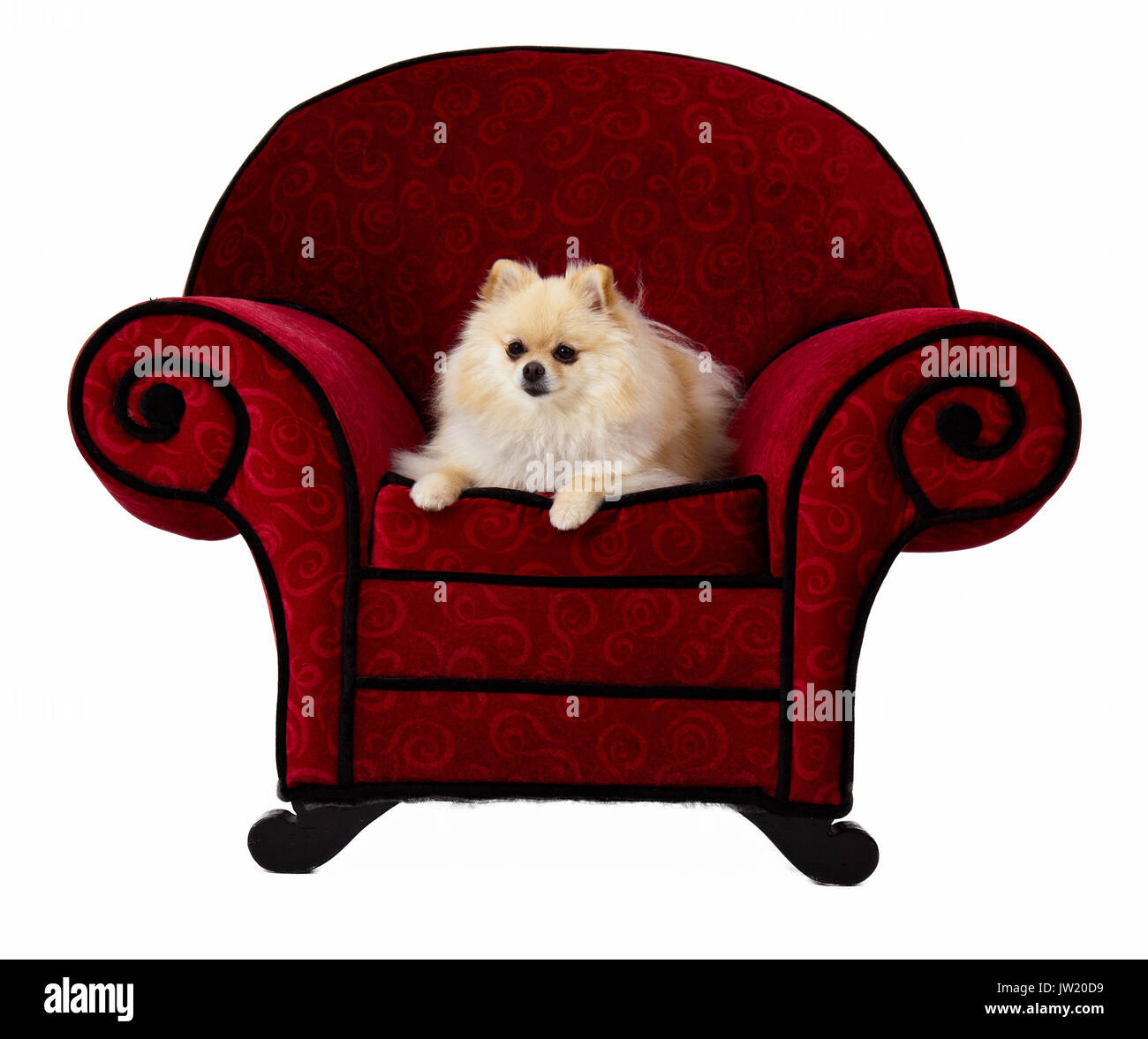 Pomeranian Sitting on Red Chair Stock Photo