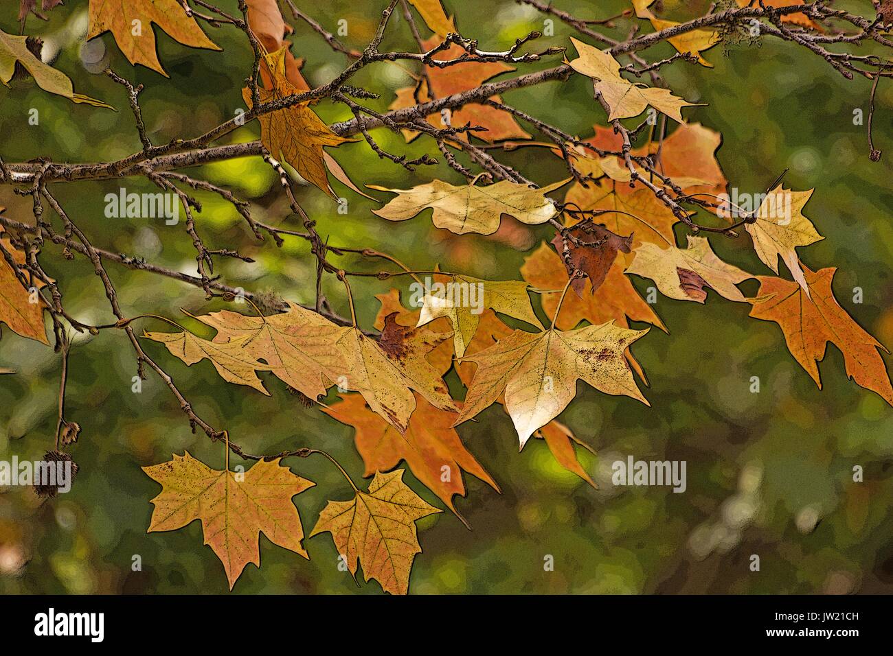 Leaf changing colors one leaf hi-res stock photography and images - Alamy
