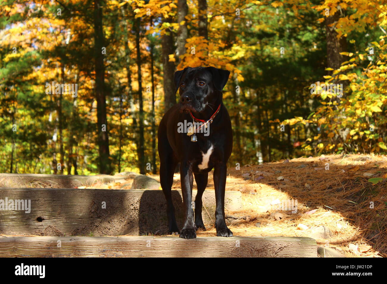 Dog in the woods Stock Photo - Alamy