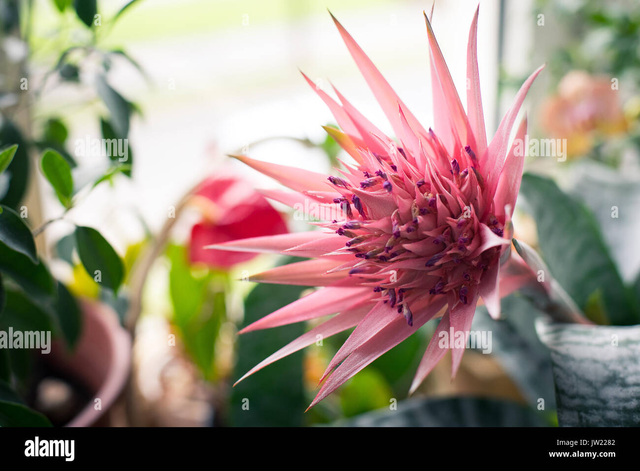 Pink flower of Aechmea fasciata in the garden and at home in the flowering period Stock Photo