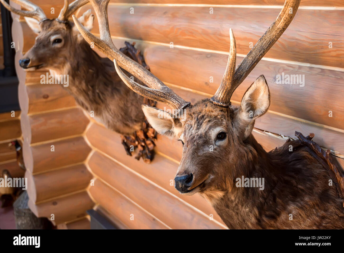 stuffed stag