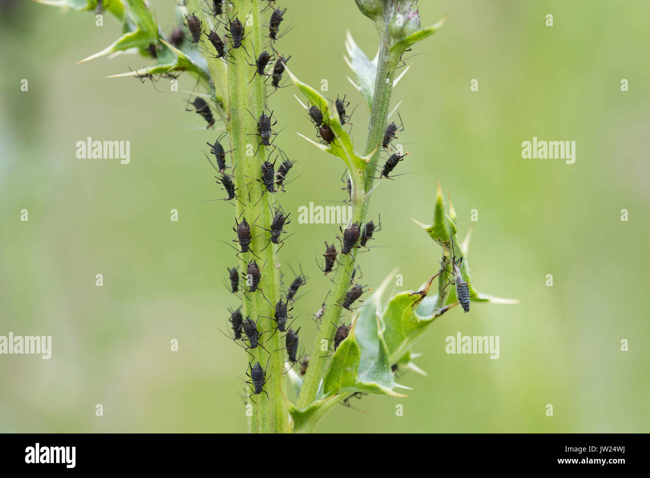Aphids; Group; One Shedding its Skin Cornwall; UK Stock Photo