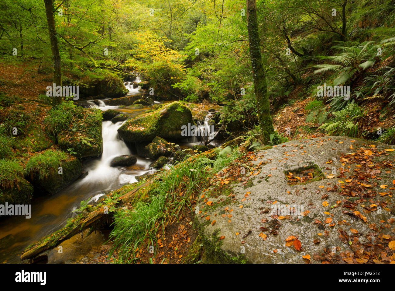 Kennall Vale; Cornwall; UK Stock Photo Alamy