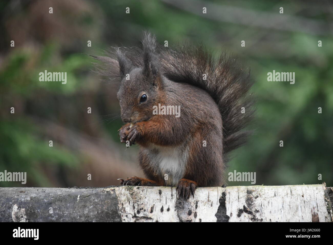 Red Squirrel Surrey England UK Stock Photo