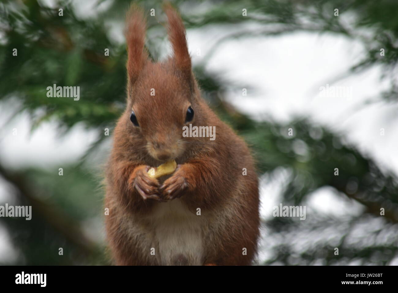 Red Squirrel Surrey England UK Stock Photo