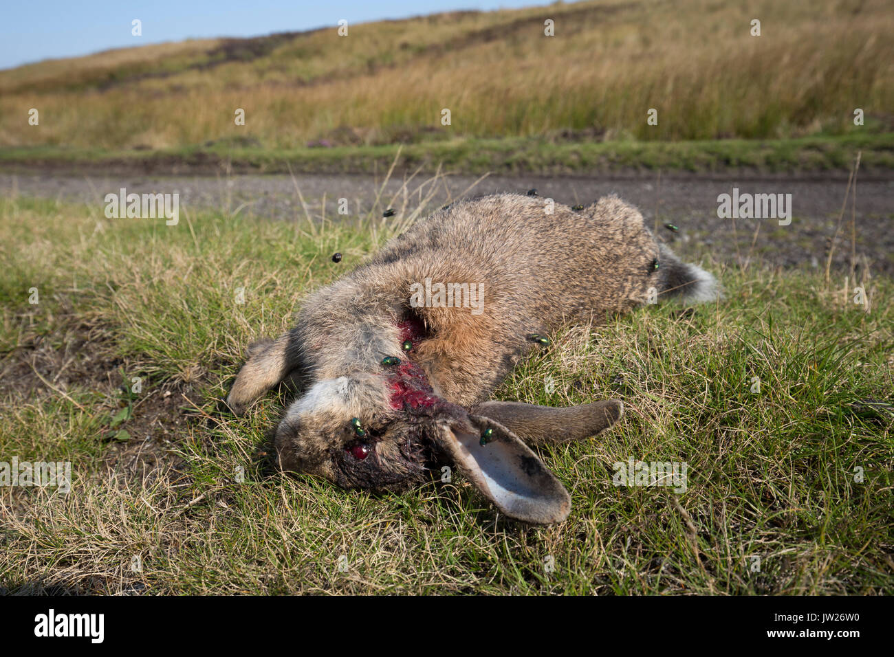 Dead Rabbit; Oryctolagus cuniculus Killed by Stoat Yorkshire; UK Stock Photo