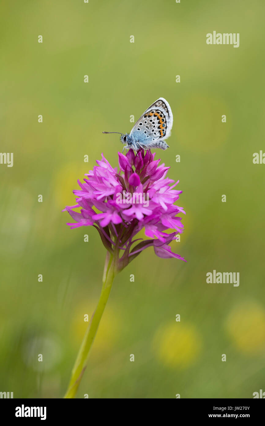 Silver Studded Blue Butterfly; Plebejus argus Single Male on Pyramidal Orchid Cornwall; UK Stock Photo