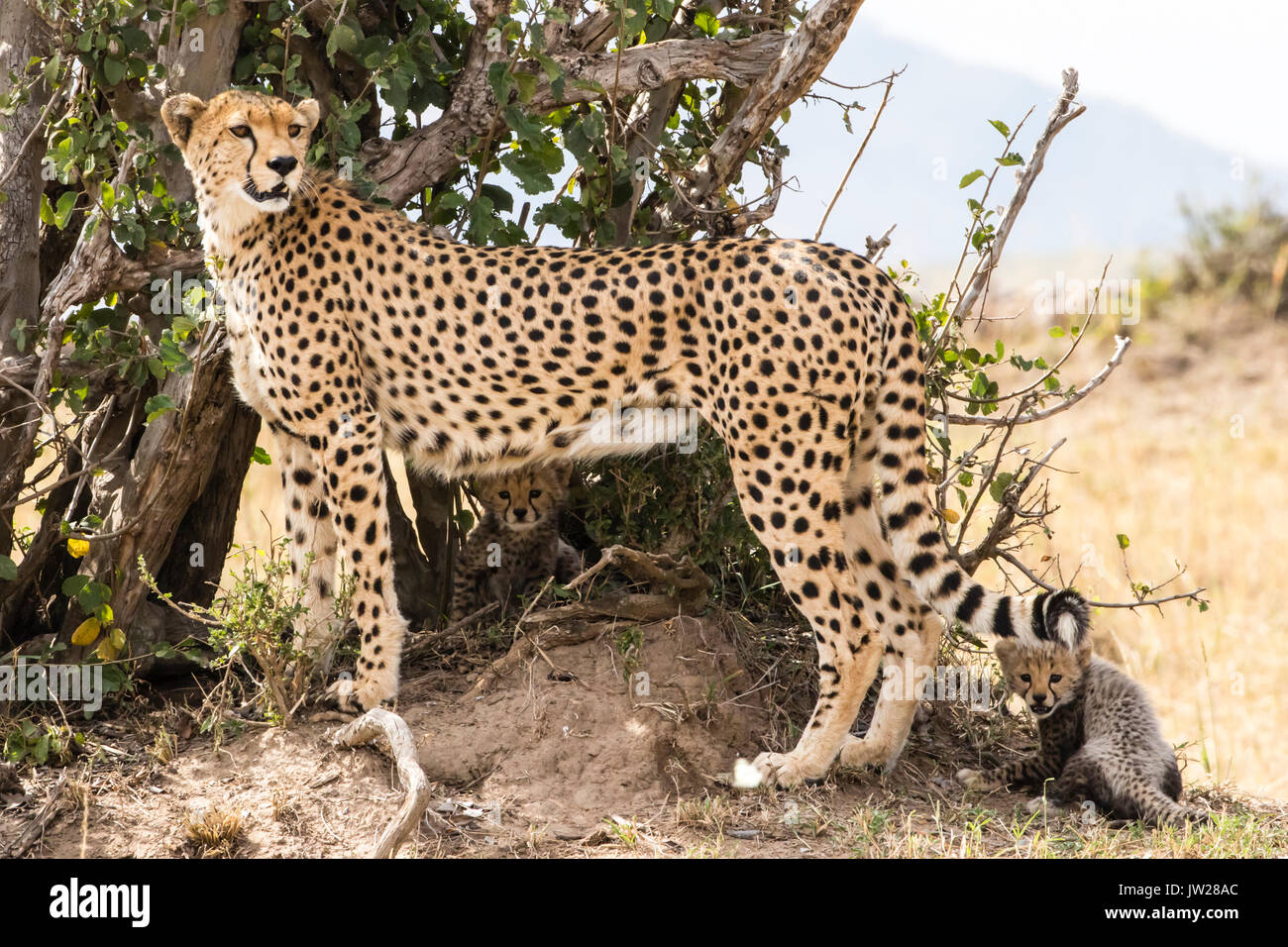 Cheetah (Acinonyx jubatus) mother and her two cubs Stock Photo