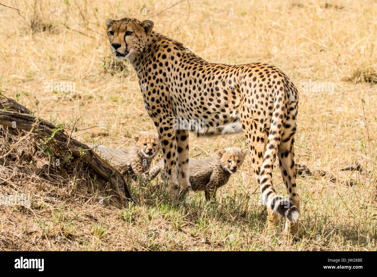 Cheetah (Acinonyx jubatus) mother and her two cubs Stock Photo