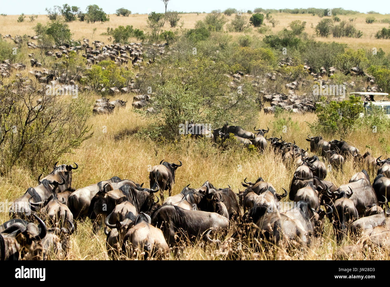 Western White-bearded Wildebeest (Connochaetes taurinus mearnsi) gathering near the river, about to cross the river Stock Photo