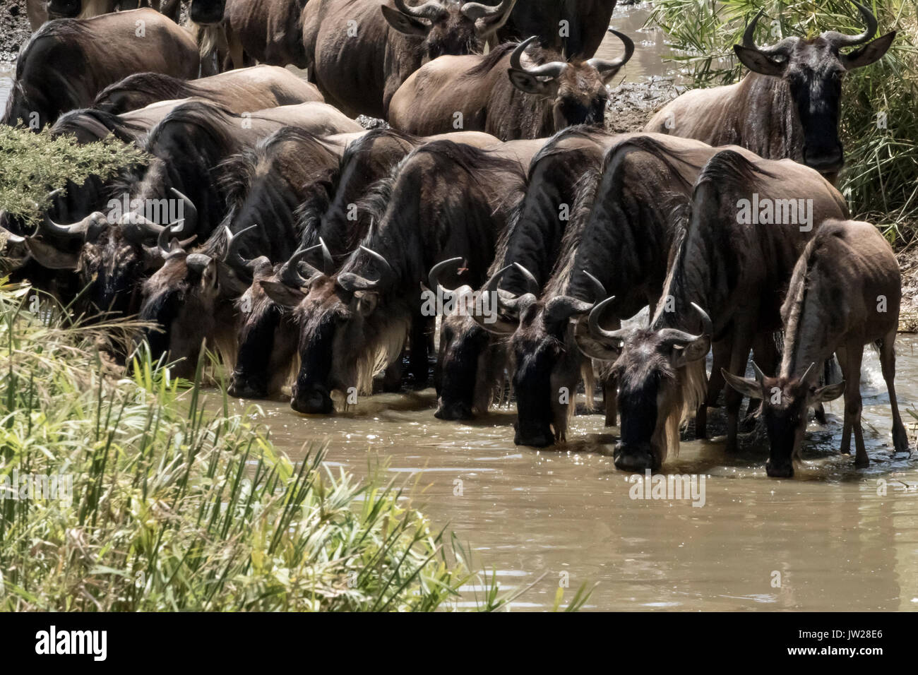 Western White-bearded Wildebeest (Connochaetes taurinus mearnsi) crossing the Sand River, lining up to have some water Stock Photo