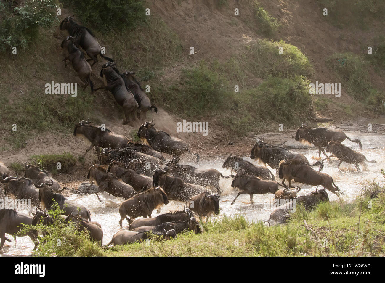 Western White-bearded Wildebeest (Connochaetes taurinus mearnsi) rushing to cross the Talek River, out of fear of possible crocodile in the river Stock Photo