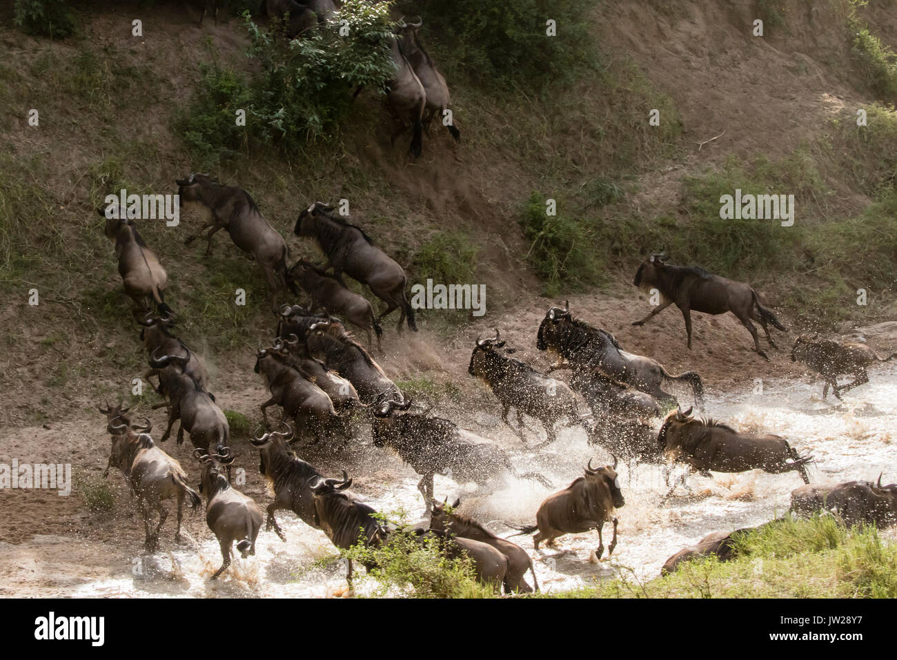 Western White-bearded Wildebeest (Connochaetes taurinus mearnsi) rushing to cross the Talek River, out of fear of possible crocodile in the river Stock Photo