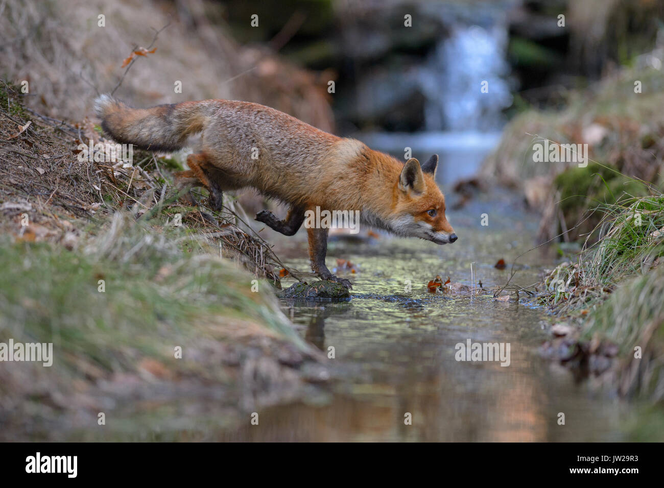 Red fox (Vulpes vulpes), crossing stream, Bohemian Forest, Czech Republic Stock Photo