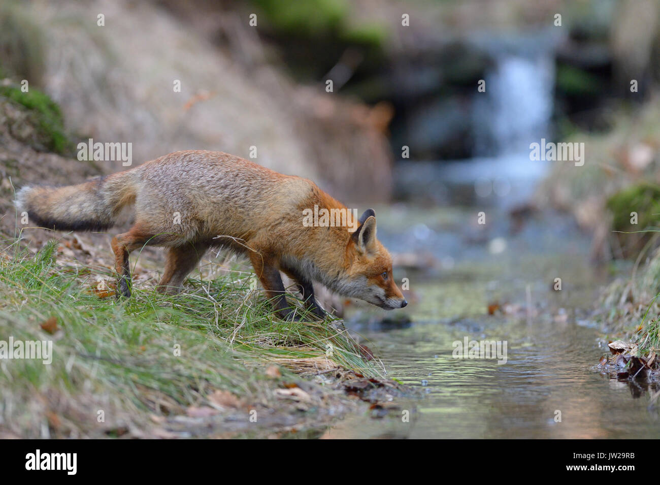 Red fox (Vulpes vulpes), standing on a brook, Bohemian Forest, Czech Republic Stock Photo