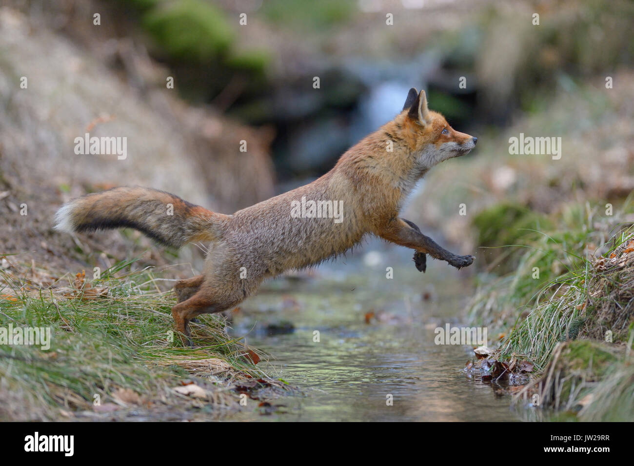 Red fox (vulpes vulpes), jumping over a brook, Bohemian Forest, Czech Republic Stock Photo