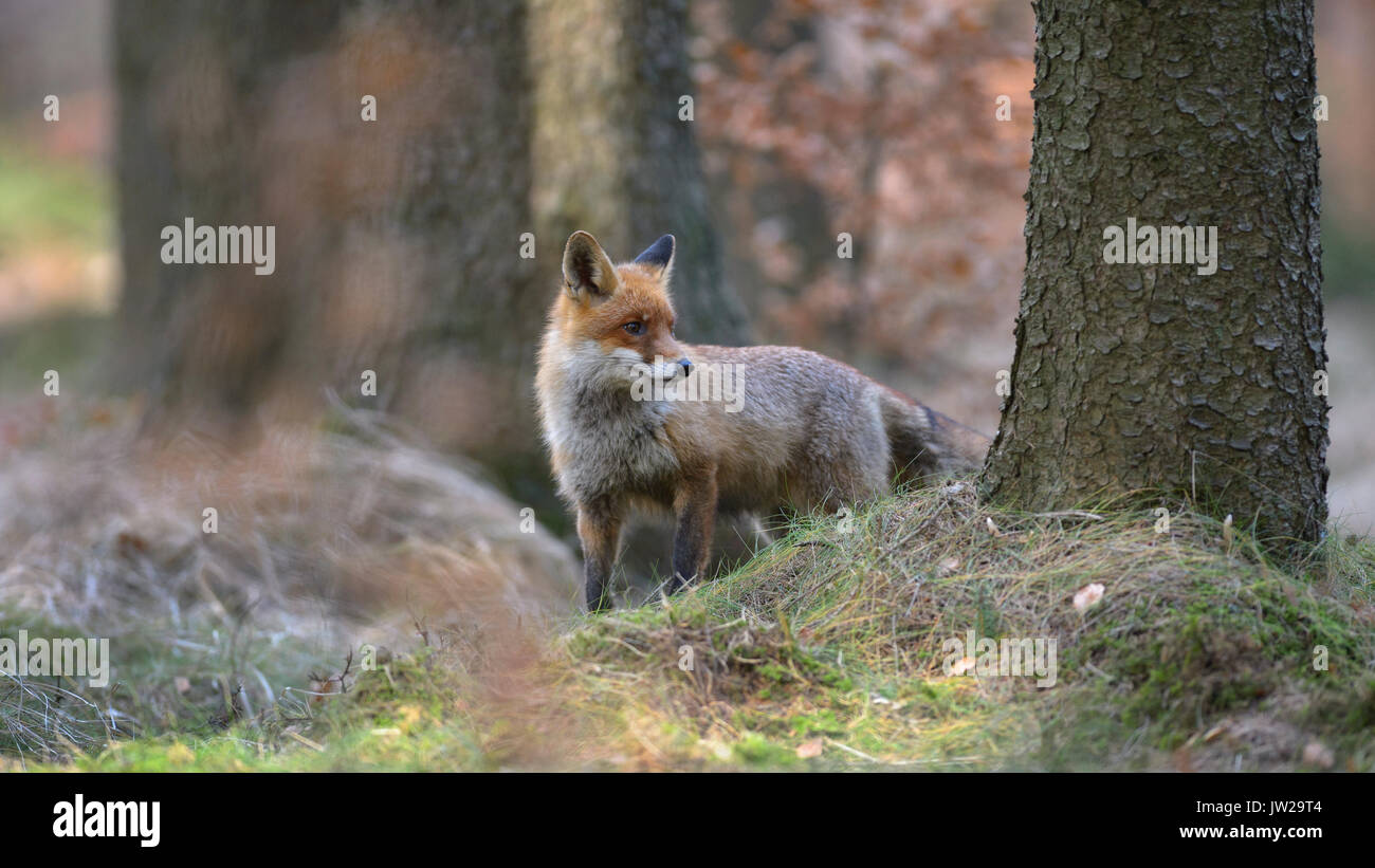 Red fox (Vulpes vulpes), standing in spruce high forest, Böhmerwald, Czech Republic Stock Photo