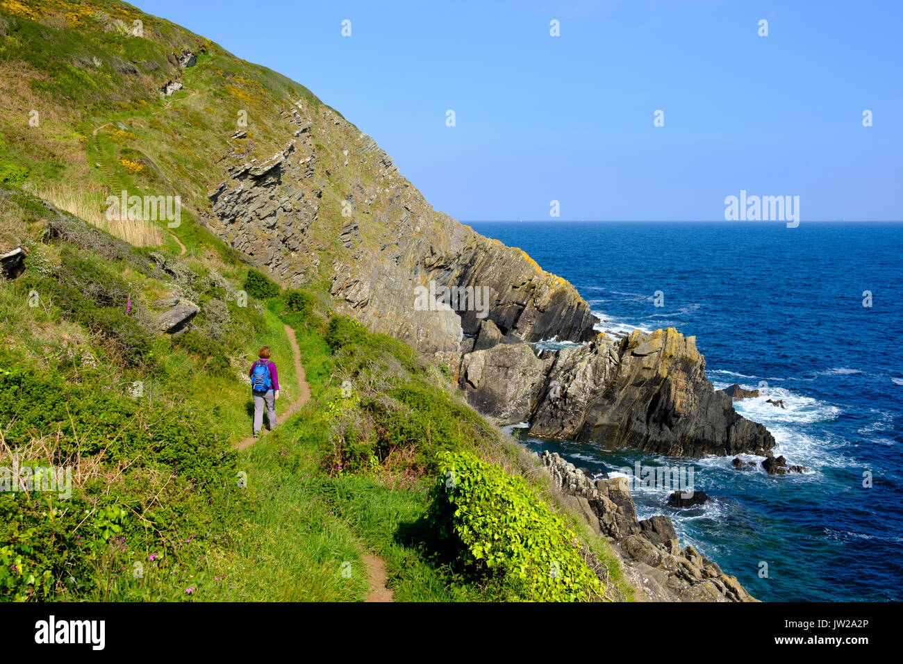 Woman hiking on Coast Path, coastal path near Polperro, Cornwall, England, United Kingdom Stock Photo